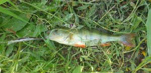 European Perch