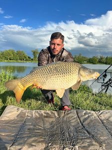 Common Carp