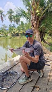 Mekong Giant Catfish
