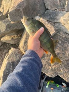 European Perch