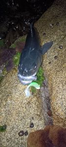 European Bass (Seabass)