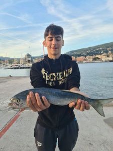 Pesce serra