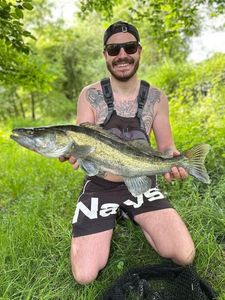 Zander