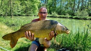 Common Carp