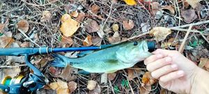 Largemouth Bass
