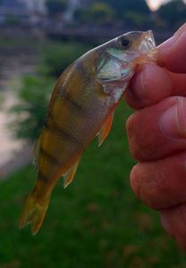 European Perch