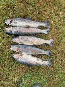 Rainbow Trout