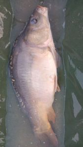 Mirror Carp