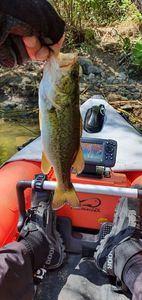 Largemouth Bass