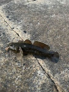 Black Goby