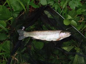 Rainbow Trout