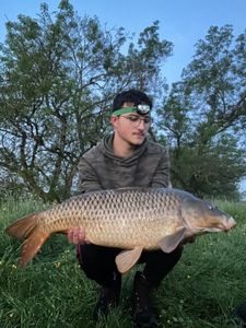 Common Carp