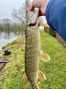 Northern Pike