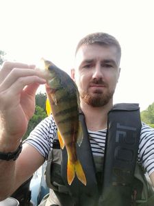 European Perch