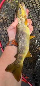 Brown Trout