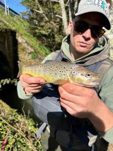 Brown Trout