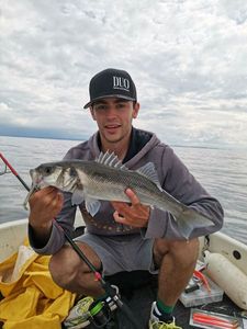 European Bass (Seabass)