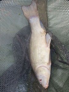 Tench