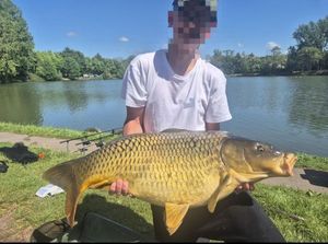 Common Carp