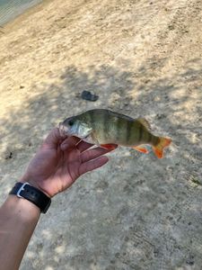 European Perch