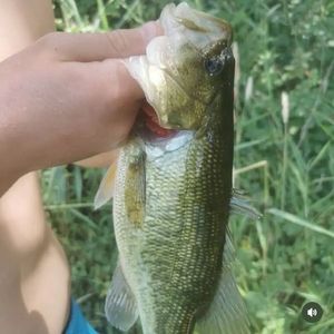 Largemouth Bass