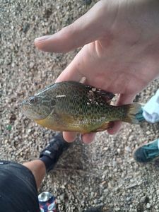 Pumpkinseed