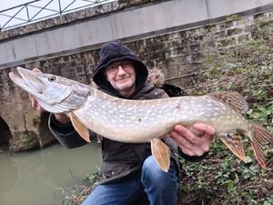 Northern Pike