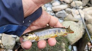 Brown Trout