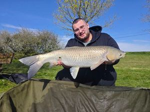 Grass Carp