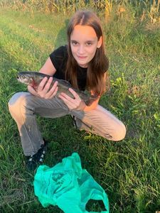 Rainbow Trout