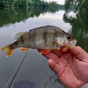 European Perch