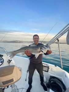 European Bass (Seabass)