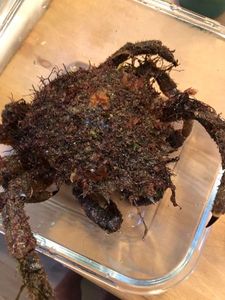 European Spider Crab