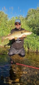 Barbel