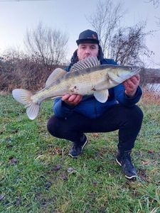Zander