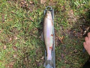 Rainbow Trout