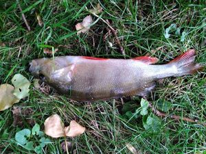 European Perch