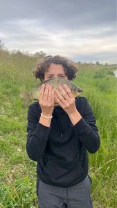 Crucian Carp