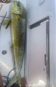 Dolphinfish
