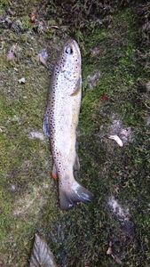 Brown Trout