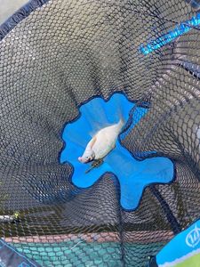 Common Bream