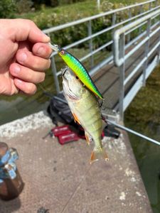 European Perch