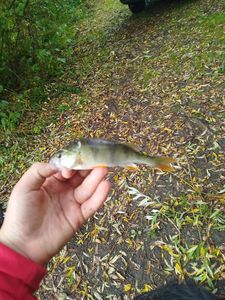European Perch