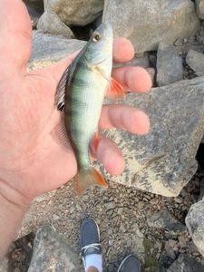 European Perch