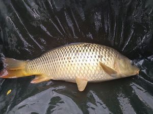 Common Carp