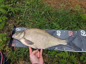Common Bream