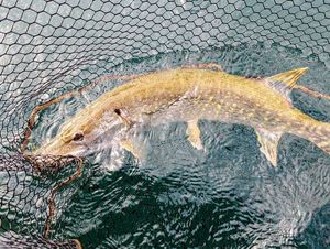 Northern Pike
