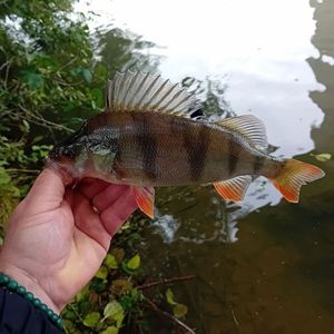 European Perch