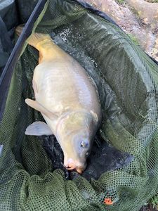 Mirror Carp