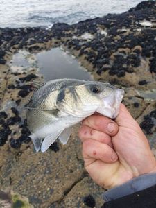 European Bass (Seabass)